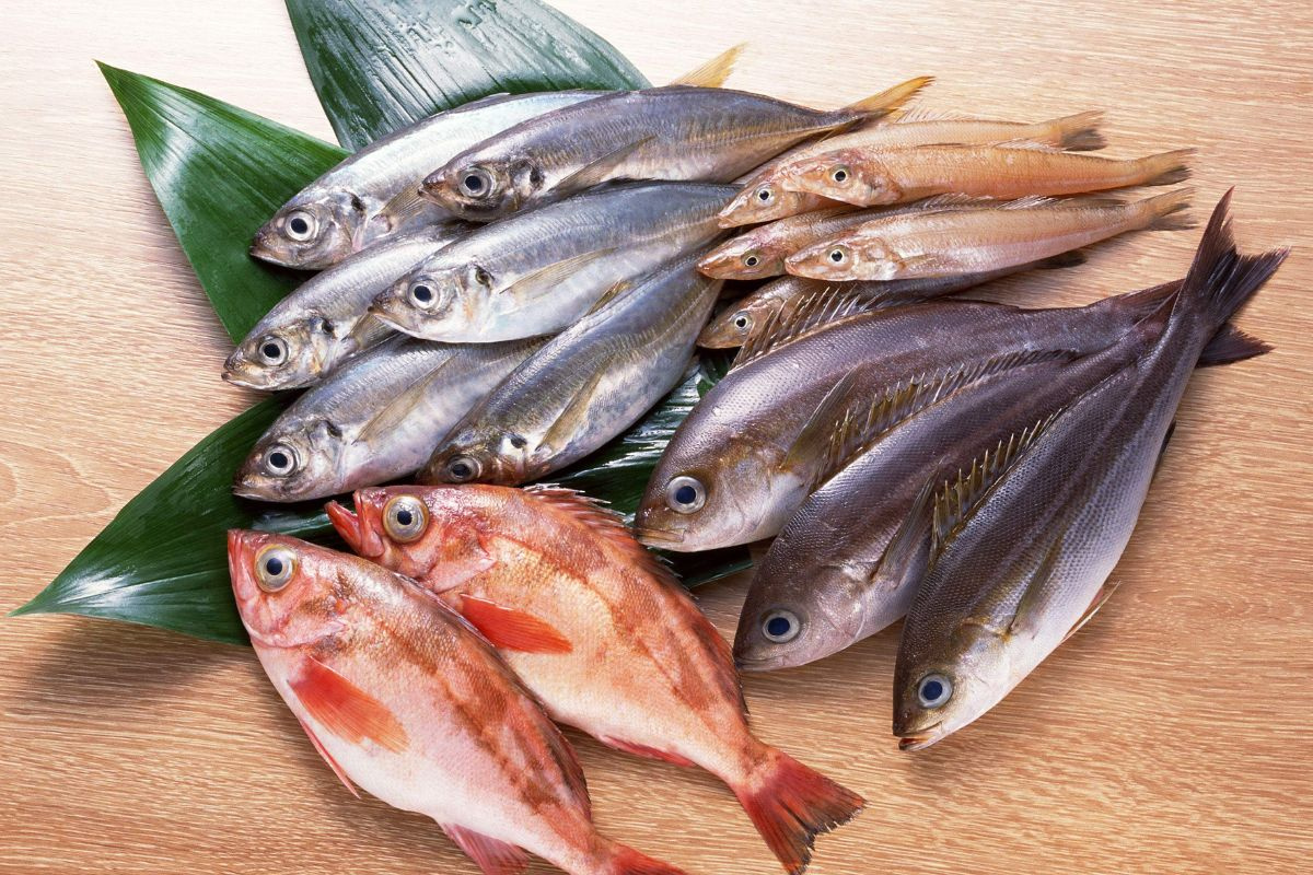 cá biển kho sỉ, mua cá biển giá sỉ, kho sỉ cá biển, giá cá biển hôm nay, nguồn cá biển sỉ